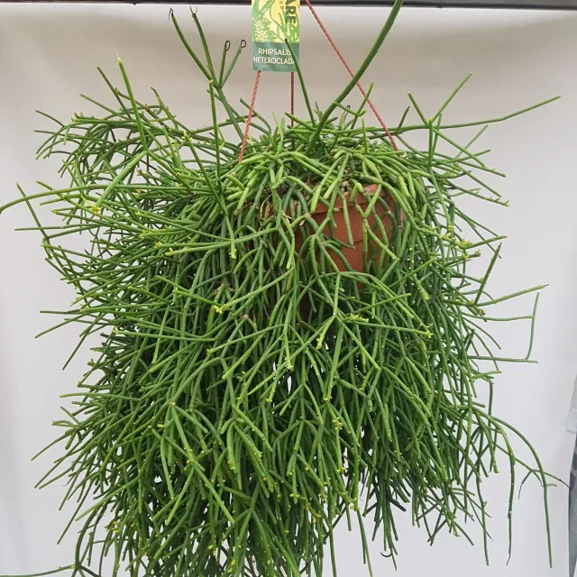 Tuincentrum Heerdink Rhipsalis heteroclada koraalcactus hang