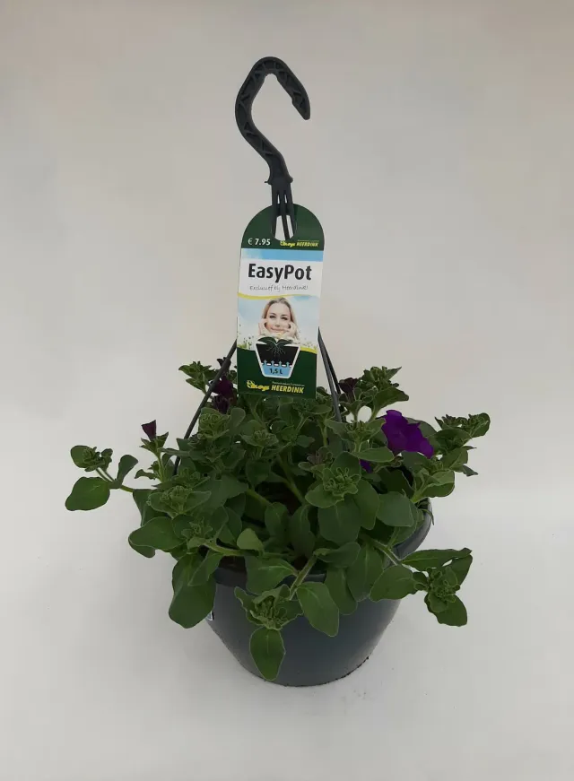 Tuincentrum Heerdink Hangpetunia paars potplant