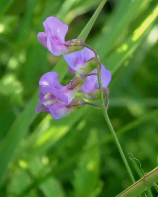 The Natural World Lathyrus palustris moeraslathyrus P9 inheems