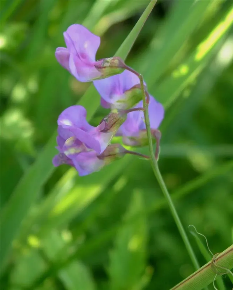The Natural World Lathyrus palustris moeraslathyrus P9 inheems