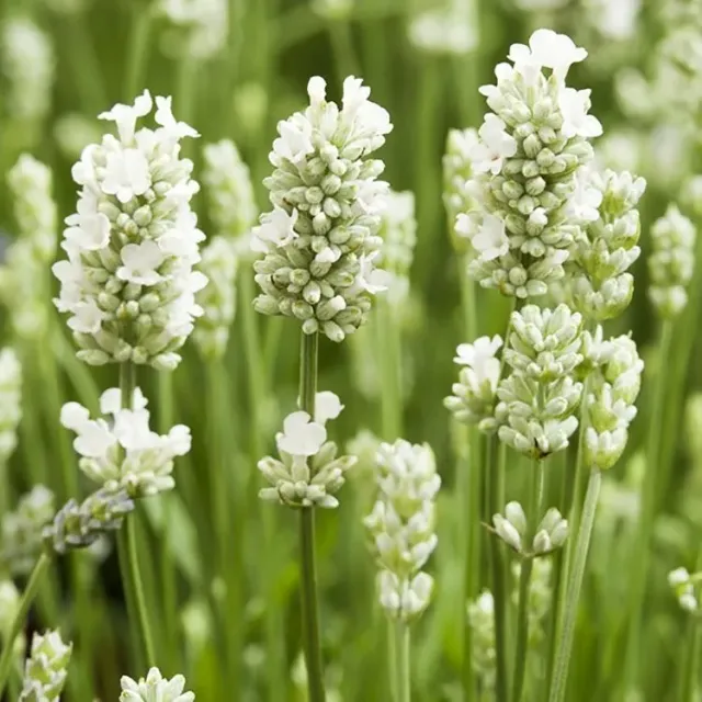 The Natural World Arctic Snow lavendel plant eetbaar wit