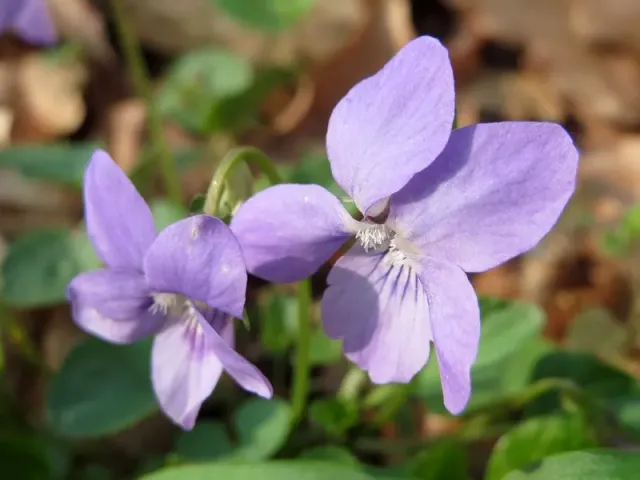 The Natural World Viola reichenbachiana bosviooltje P9 eetbaar