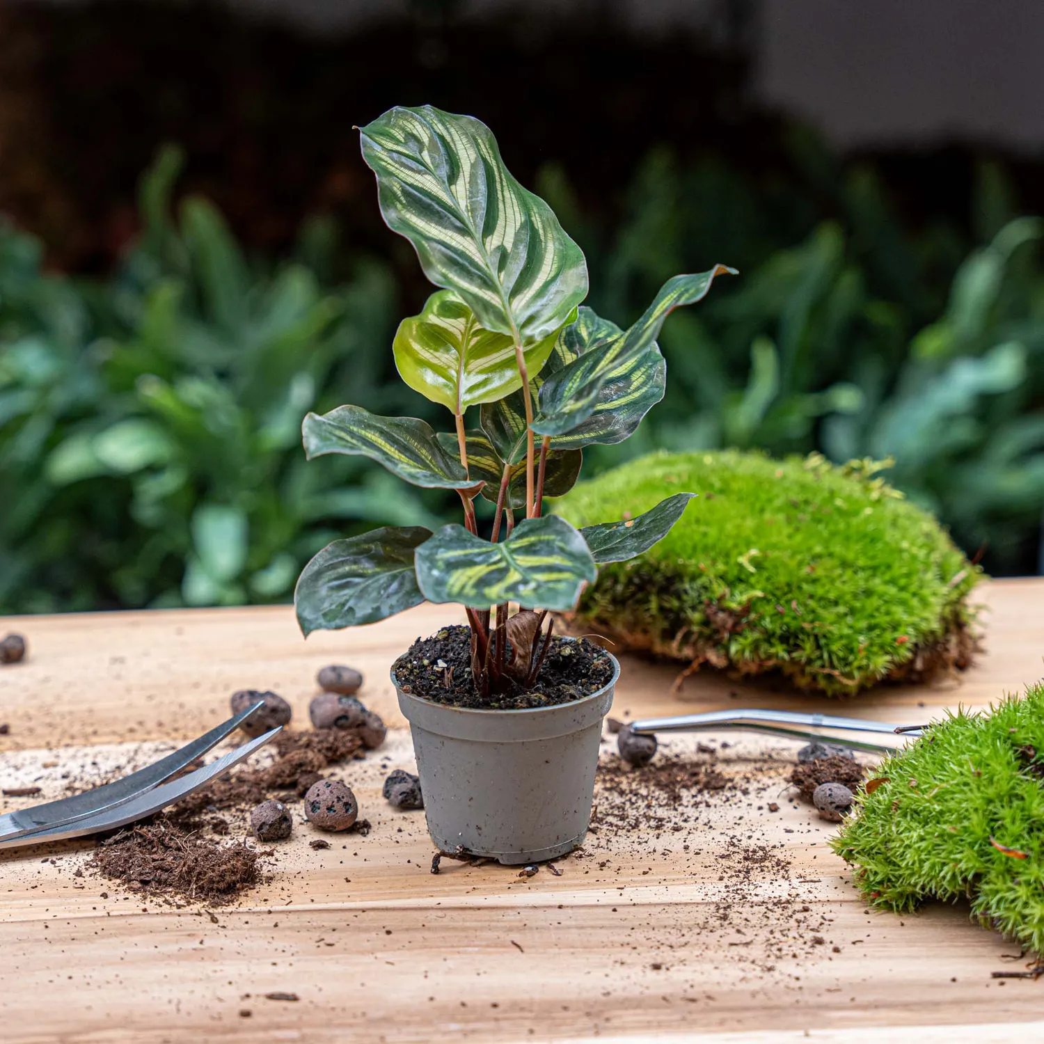 Urbanjungl Calathea Makoyana terrarium plant potmaat 6