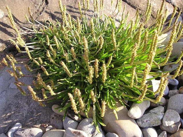 The Natural World Plantago maritima zeeweegbree plant zilt