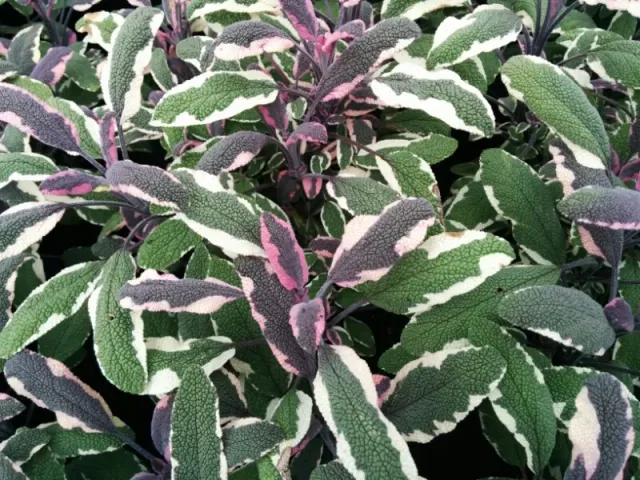 The Natural World Tricolor salie plant Salvia eetbaar
