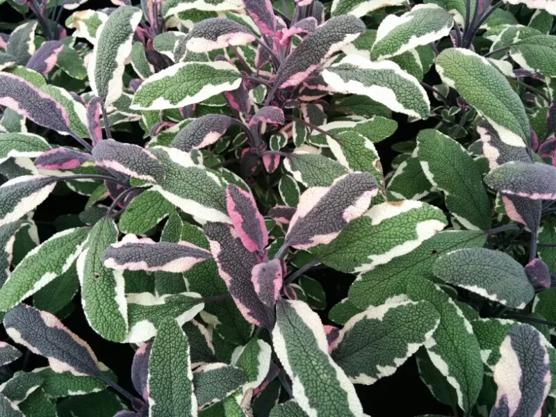 The Natural World Tricolor salie plant Salvia eetbaar