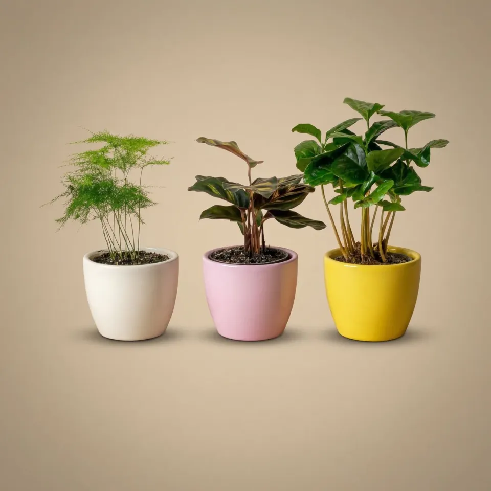 Urbanjungl Pastel Spring mini planten set van 3 Ø6 cm