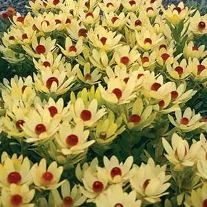 The Natural World Leucadendron Summer Sun struik geel