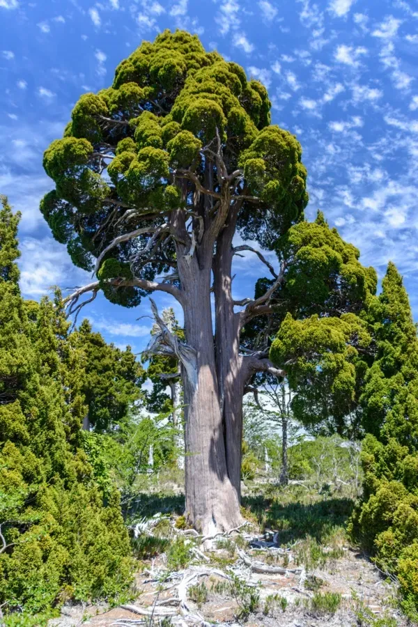 The Natural World Fitzroya cupressoides plant trage groeier