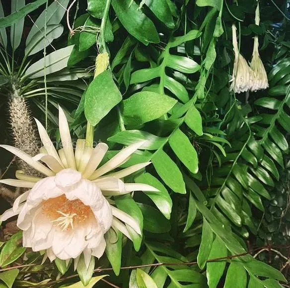 The Natural World Epiphyllum chrysocardium kamerplant groen
