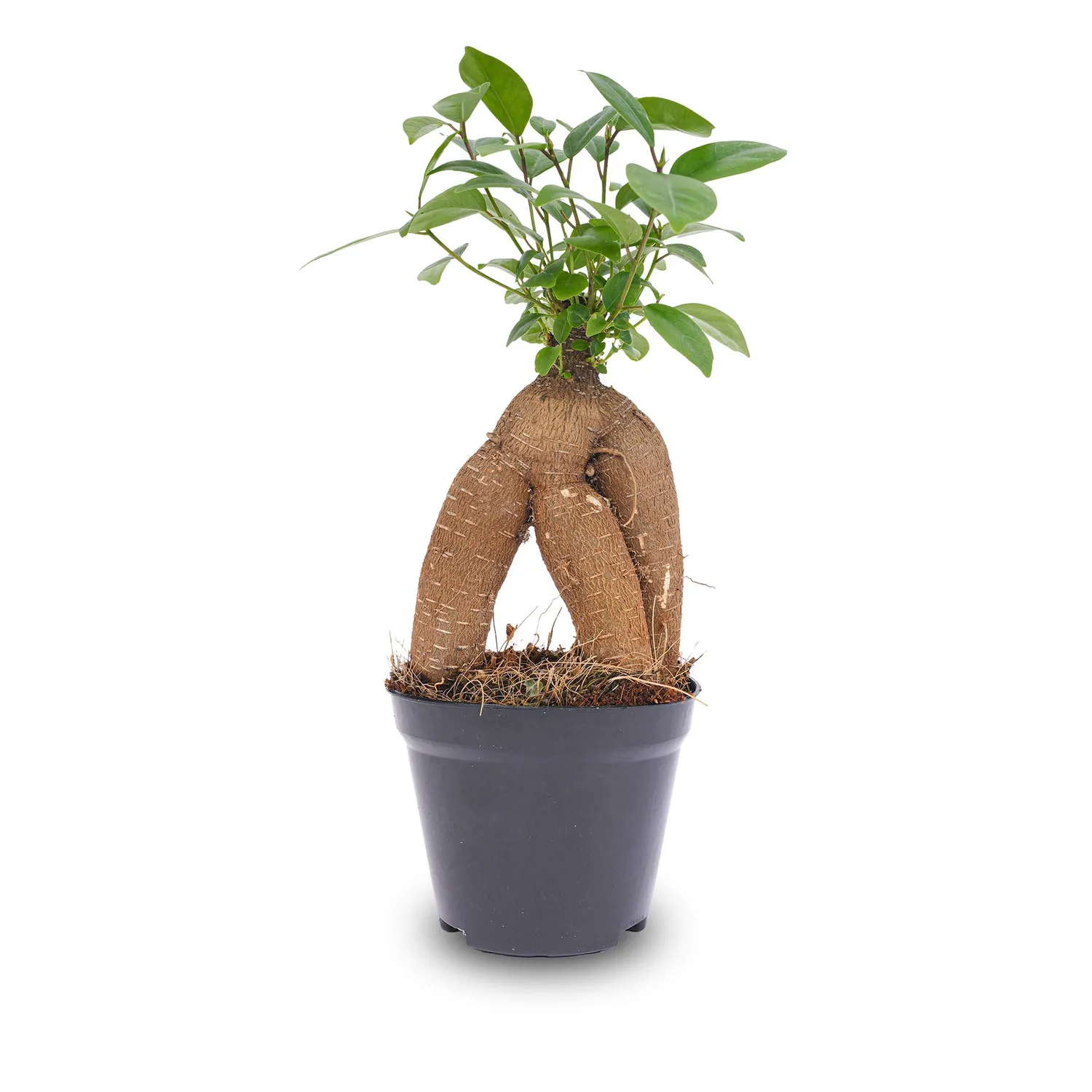 Urbanjungl Ficus Microcarpa Ginseng bonsai 20 cm