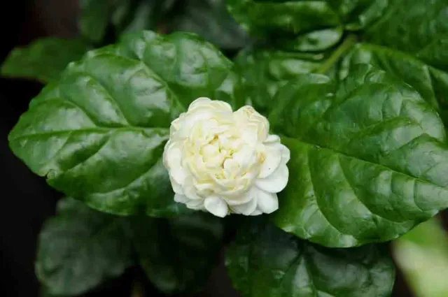 The Natural World Jasminum Duke of Toscany jasmijnplant geurend