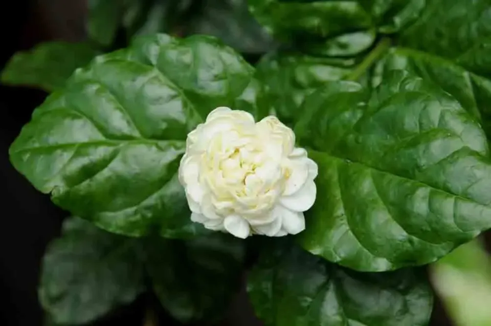 The Natural World Jasminum Duke of Toscany jasmijnplant geurend