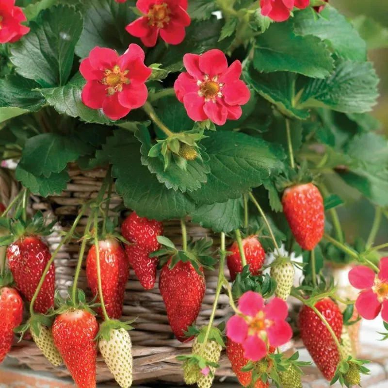 The Natural World Aardbei Ruby Ann F1 aardbeiplant zoet