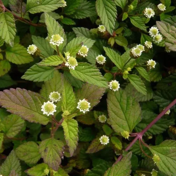 The Natural World Lippia dulcis zoet kruid plant P9 pot