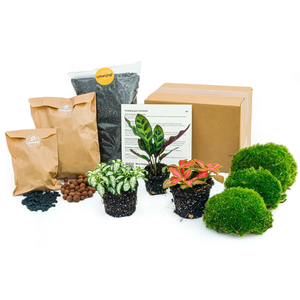 Urbanjungl Calathea Lancifolia terrarium startpakket 3 planten L/XL