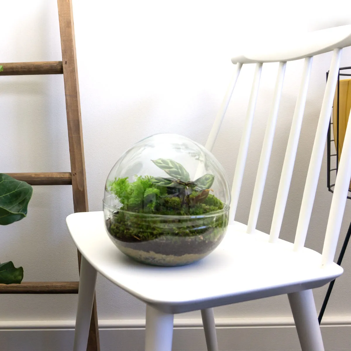 Urbanjungl Dome terrarium DIY kit Ø 20 cm gesloten