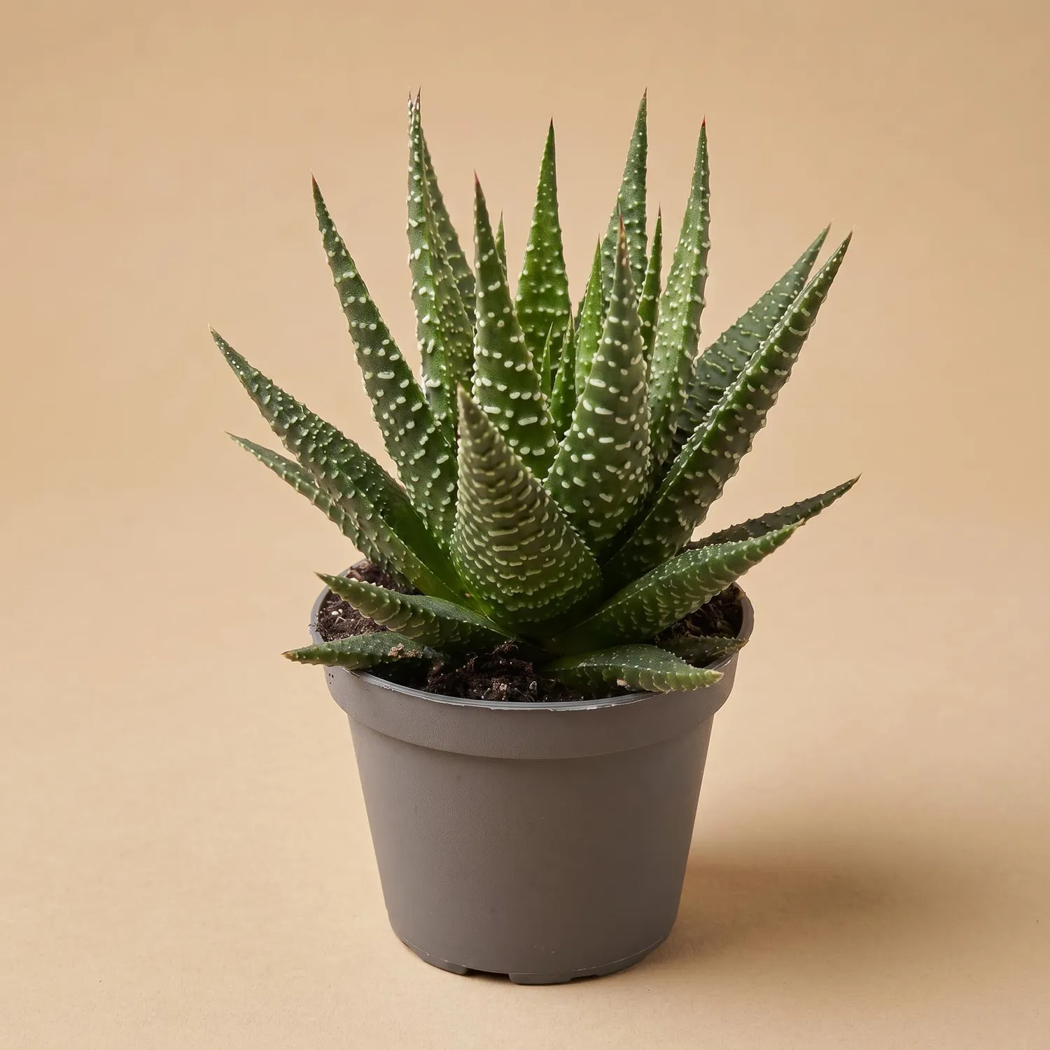 Urbanjungl Haworthia Gasworthia vetplant 5,5 cm pot onderhoudsarm