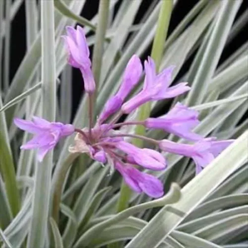 The Natural World Silver Lace wilde knoflookplant P9