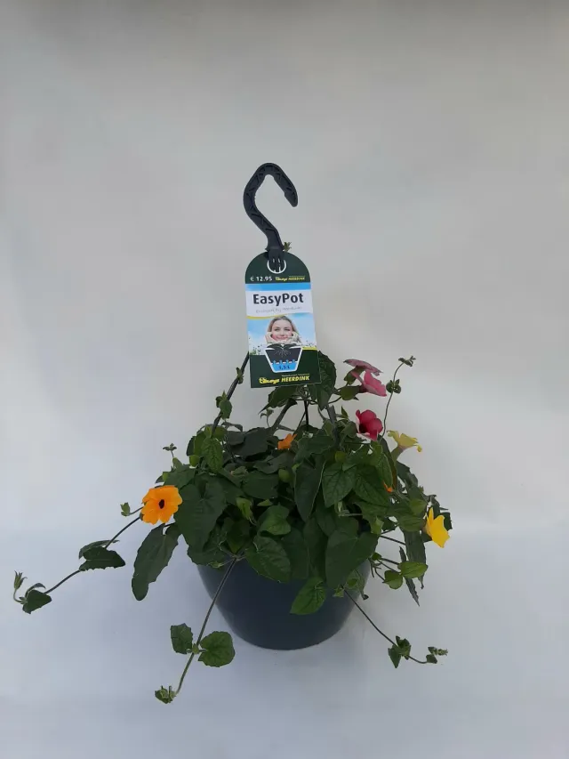 Tuincentrum Heerdink Thunbergia Suneyes klimplant mix 5 kleuren
