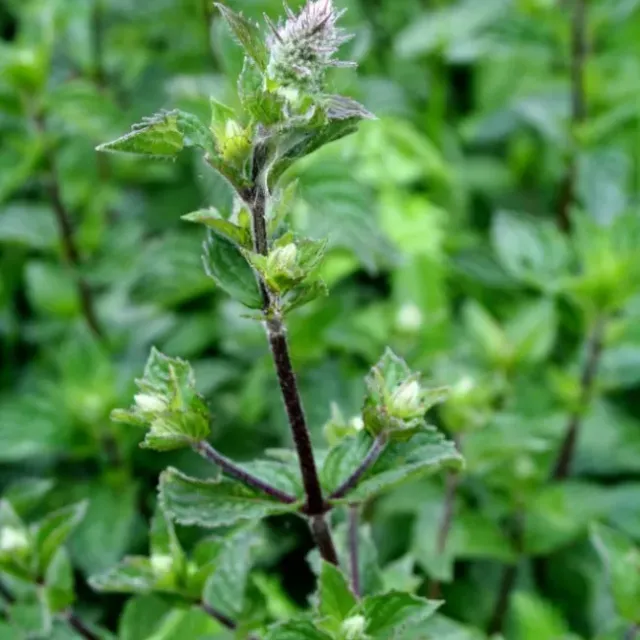 The Natural World Mentha Multimentha zaden fris