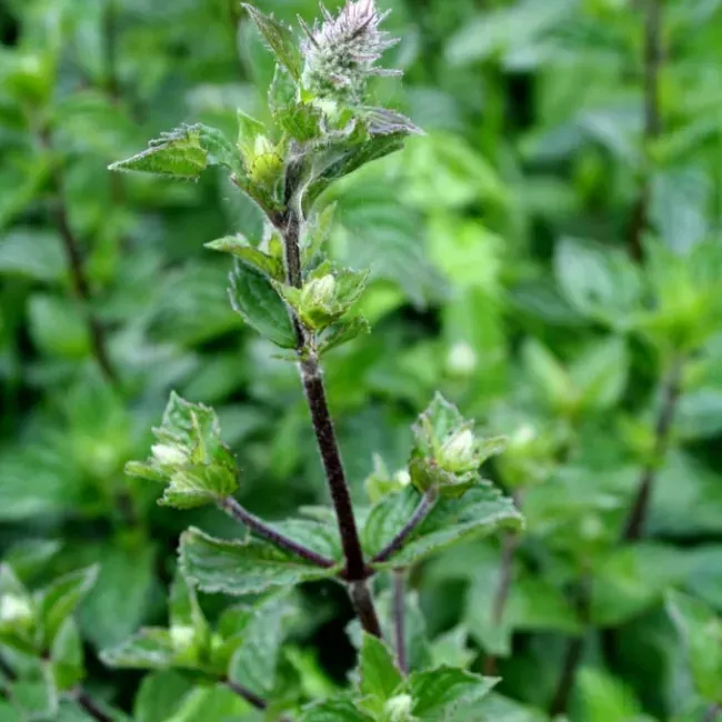 The Natural World Mentha Multimentha zaden fris