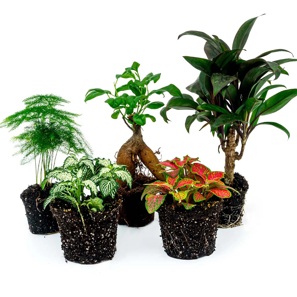 Urbanjungl Ficus Ginseng terrarium planten set 5 stuks