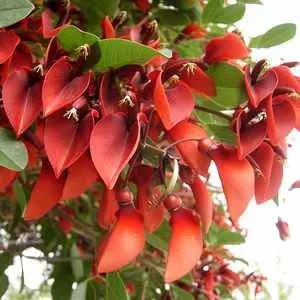 The Natural World Erythrina crista-gallii kuipplant rood