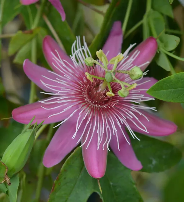 The Natural World Passiflora Anastasia passiebloem