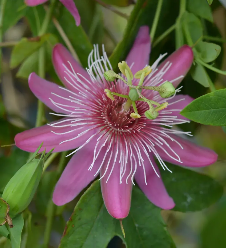 The Natural World Passiflora Anastasia passiebloem
