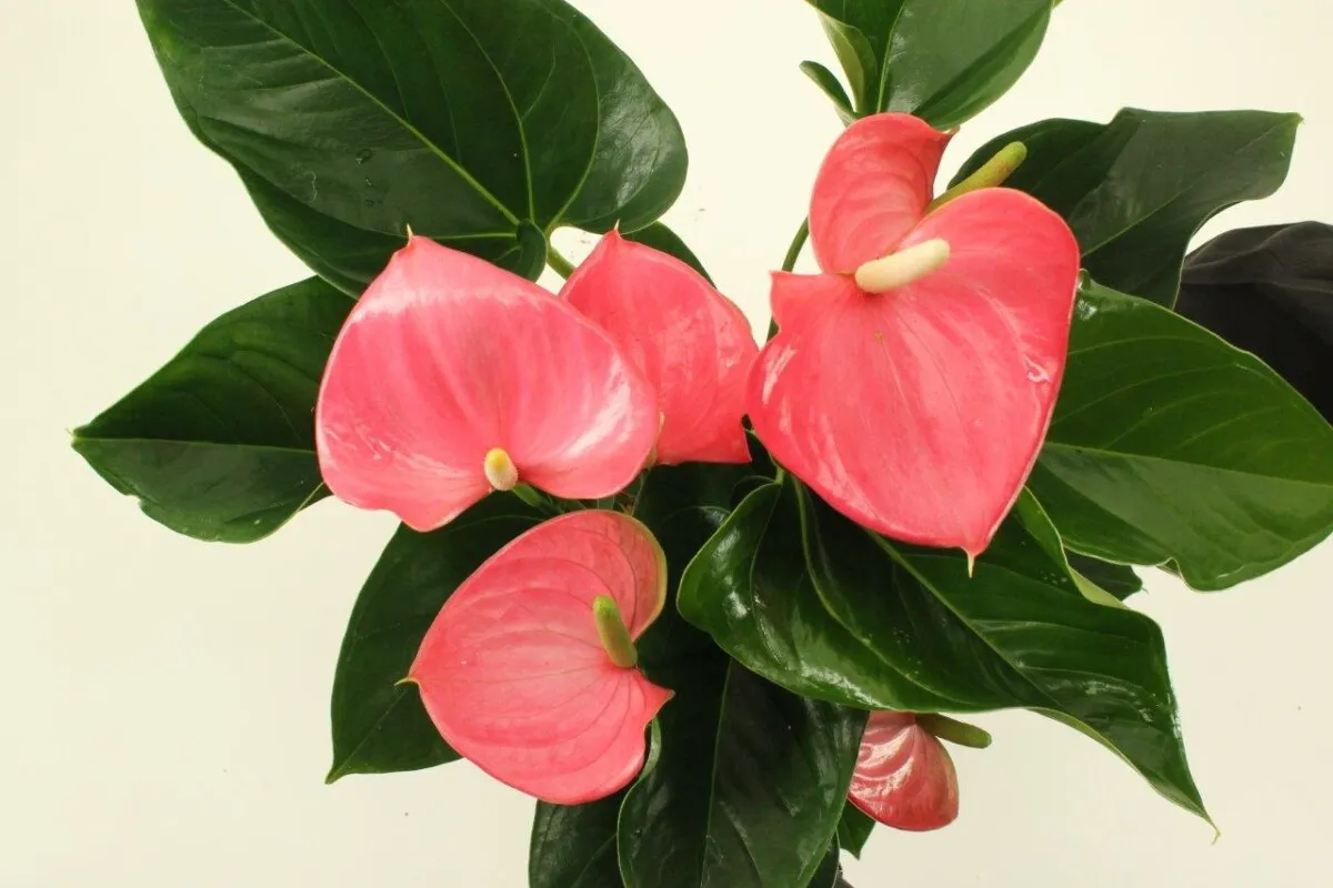 XL-Bloom YoungPlants XL.54 Paris Pink paprikaplant roze