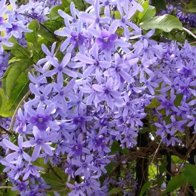 The Natural World Petrea volubilis klimplant paarse bloem