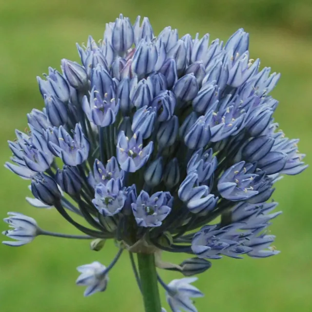 The Natural World Allium caesium zaden blauwe sierui