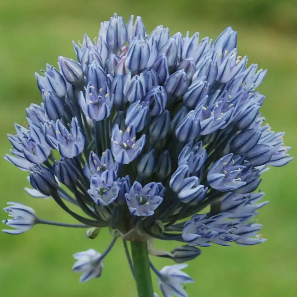 The Natural World Allium caesium zaden blauwe sierui