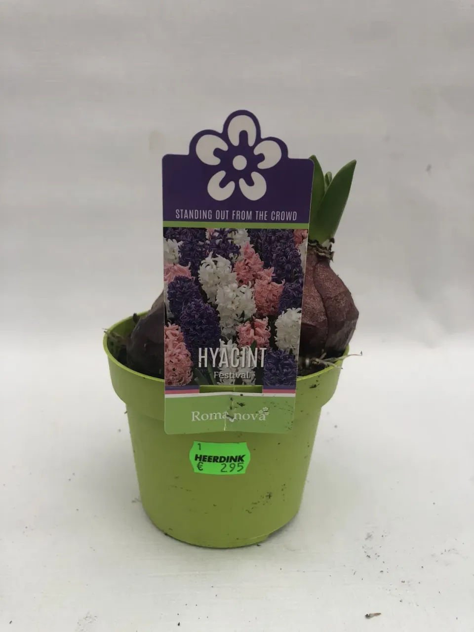 Tuincentrum Heerdink Hyacinthus Festival hyacint geurend
