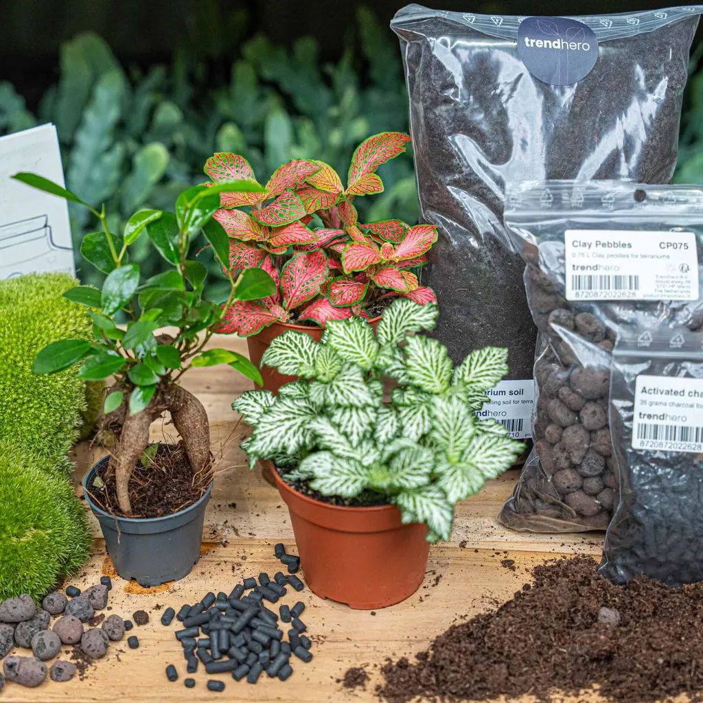 Urbanjungl Bonsai Ficus Ginseng Startpakket 3 planten L/XL