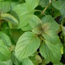The Natural World Mentha piperita Basil munt eetbaar