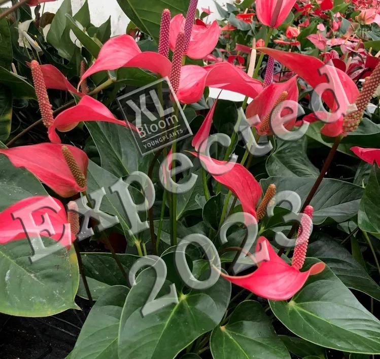 XL-Bloom YoungPlants Opa.2 jonge plant tulp donkerroze