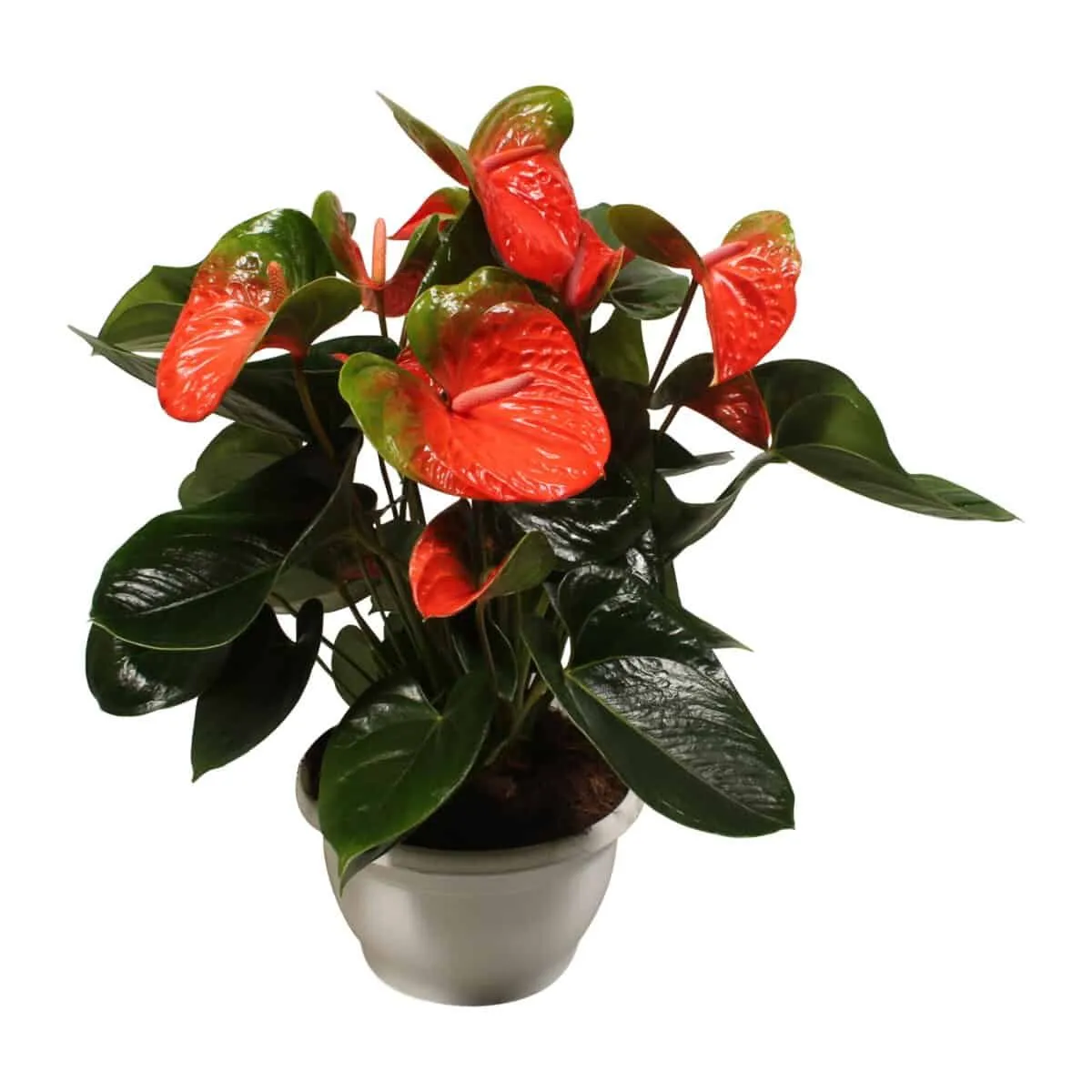 XL-Bloom YoungPlants XL.76 Flamingo Orange kamerplant oranje