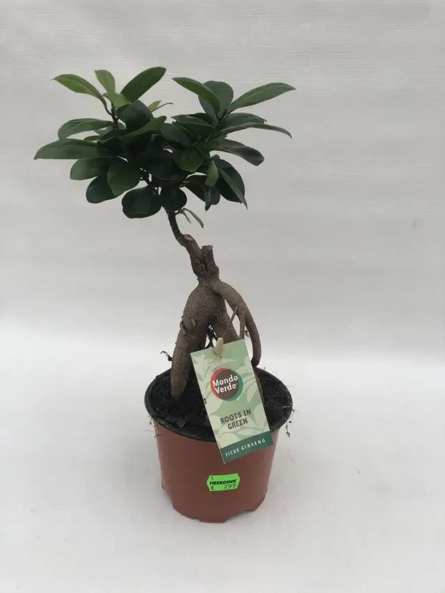 Ficus microcarpa 'Ginseng' bonsaivijg 35 cm dikke wortel