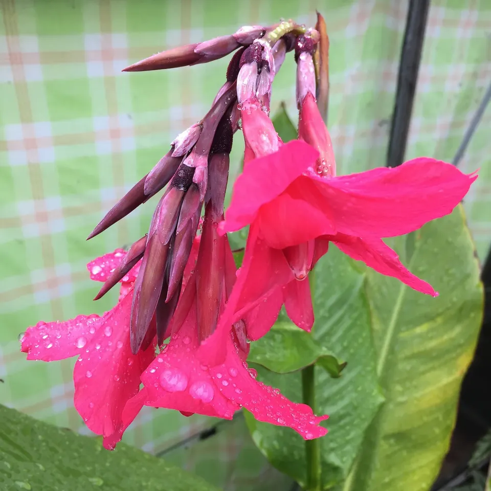 The Natural World Canna iridiflora canna eetbare wortel