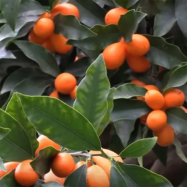 The Natural World Citrus japonica Fukushu kumquat