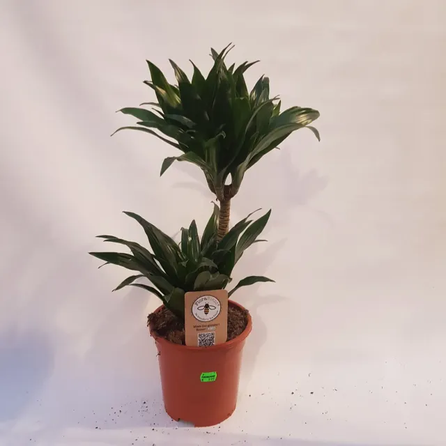 Dracaena fragrans Compacta drakenbloedboom