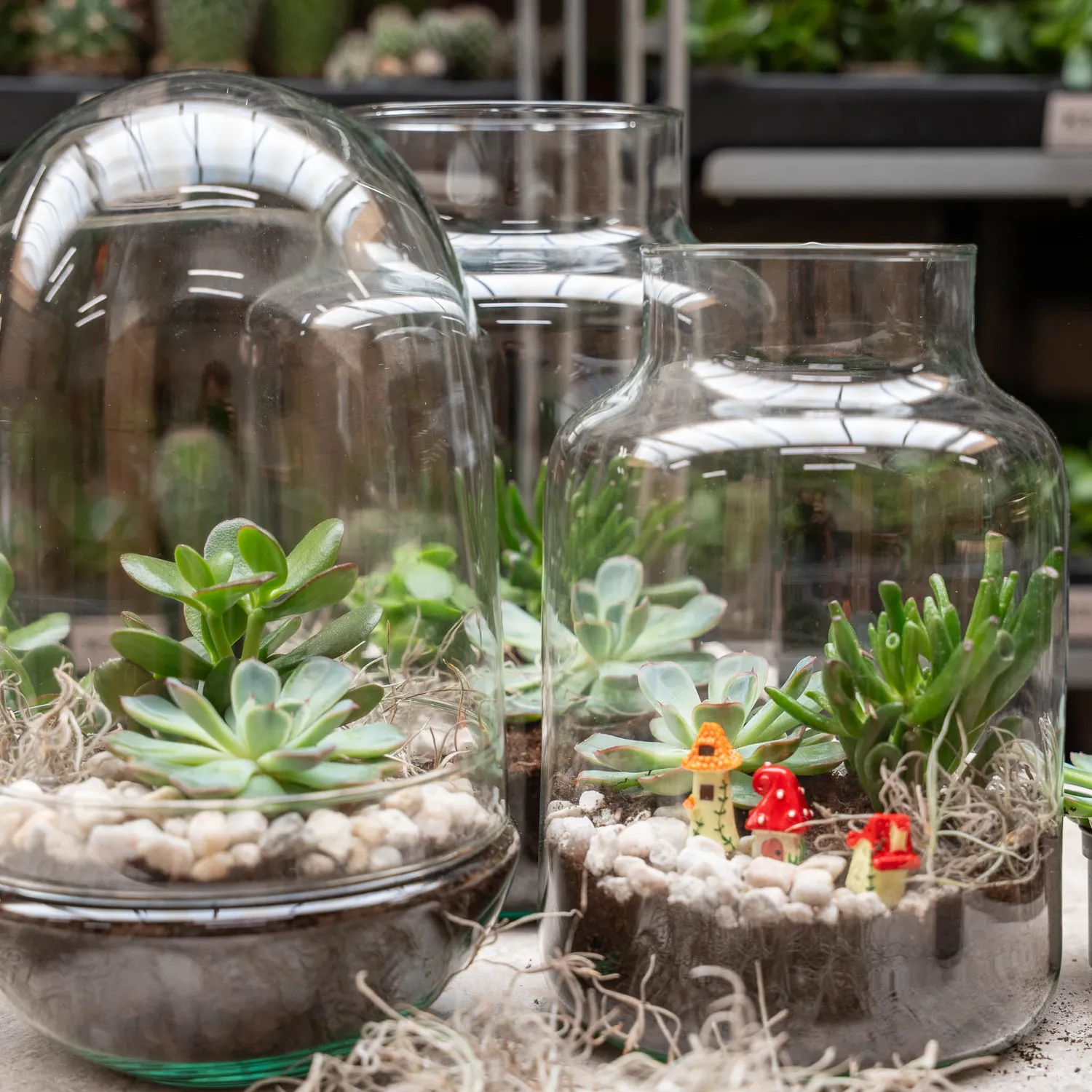Urbanjungl Little Milky Succulent terrarium DIY kit Ø17 cm