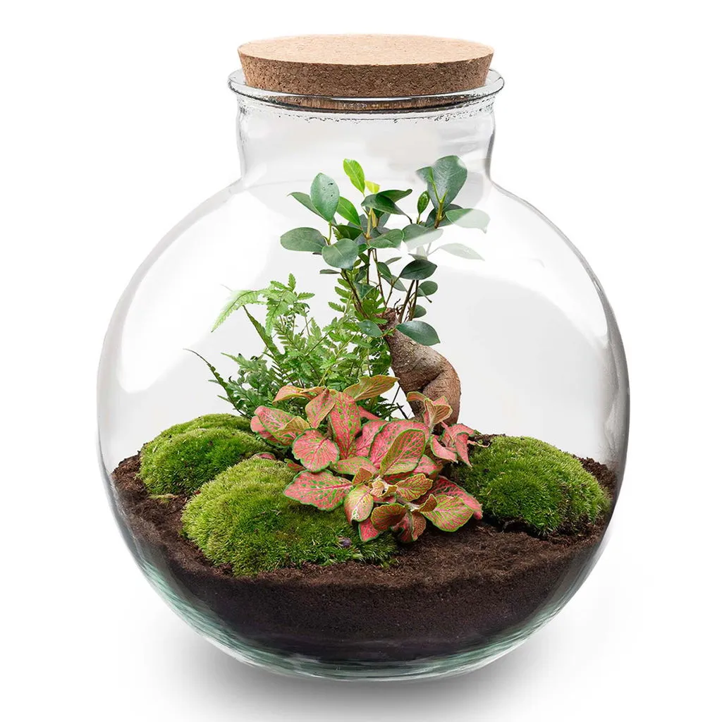 Urbanjungl Bolder Bob Bonsai terrarium DIY kit met licht Ø31 cm