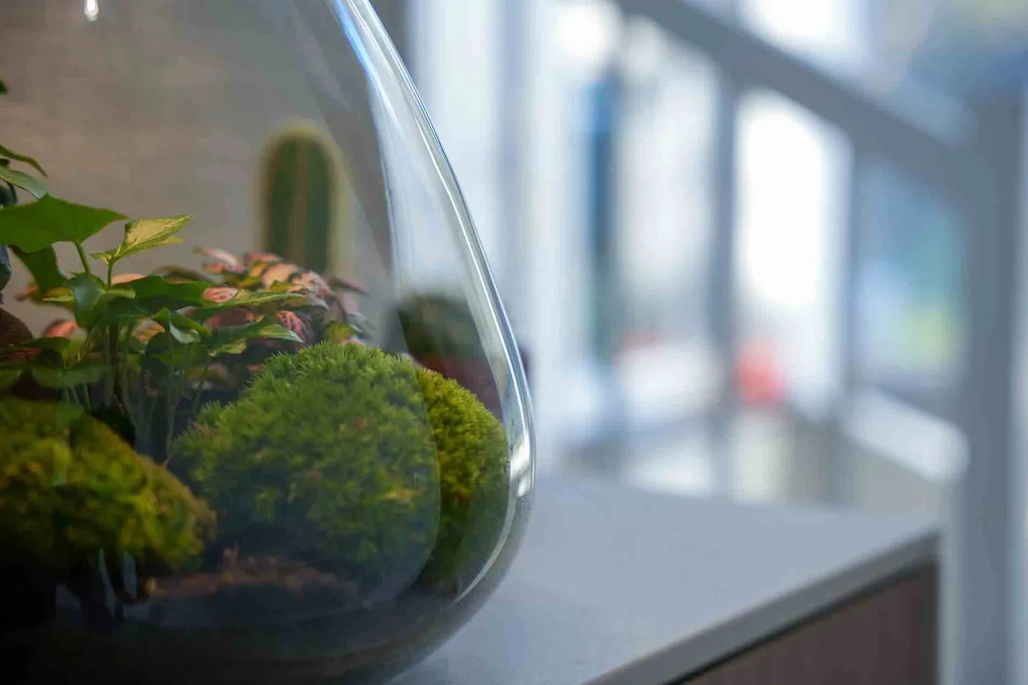 Urbanjungl Sam LOVE MOM terrarium DIY kit met licht