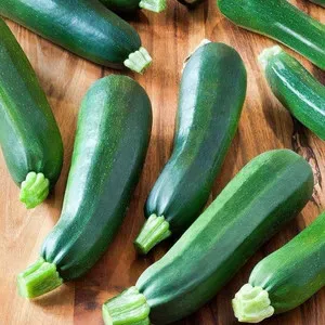 The Natural World Courgette Patio Star F1 plant compact balkon