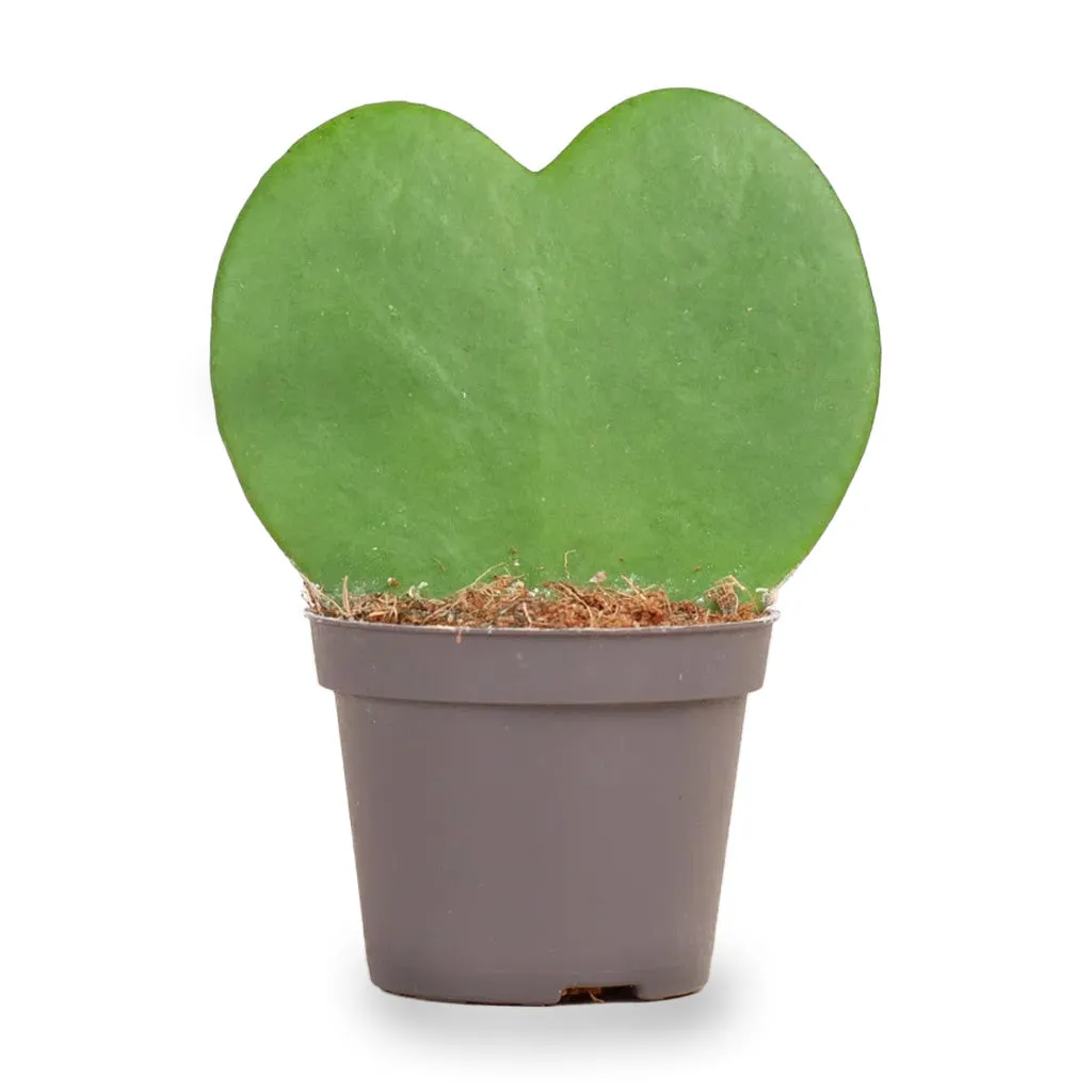 Urbanjungl Hoya Kerrii hartjesplant 10cm pot 6cm