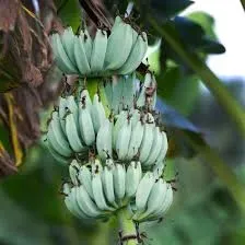 The Natural World Musa Ice Cream bananenplant blauw