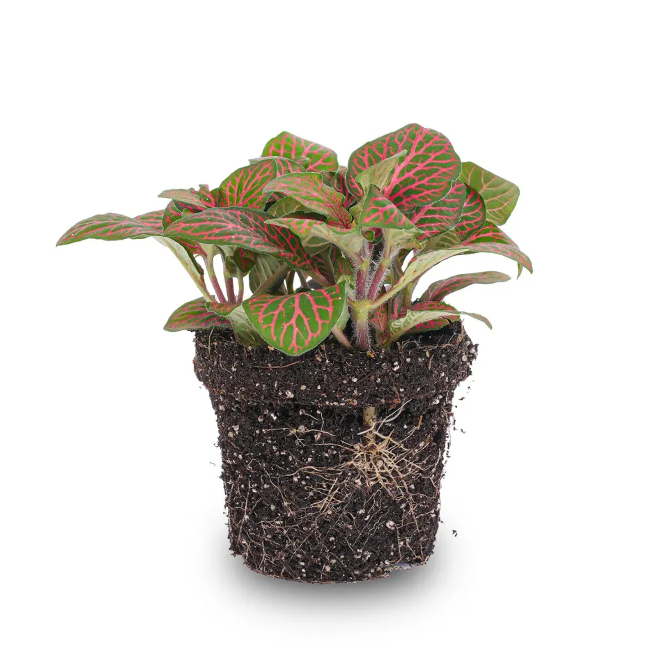 Urbanjungl Fittonia red mozaïekplant 10 cm terrariumplant